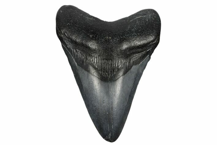 Fossil Megalodon Tooth - South Carolina #180914